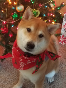 Profile photo for Hailey Cook