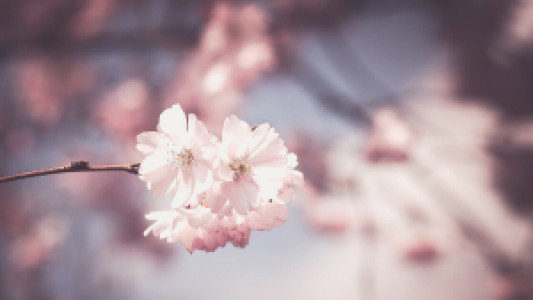 Profile photo for Vibha Dwivedi