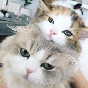 Profile photo for Shazia Ansari