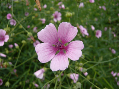 Profile photo for liya gray