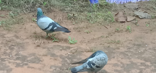 Profile photo for Onkar Mukherjee