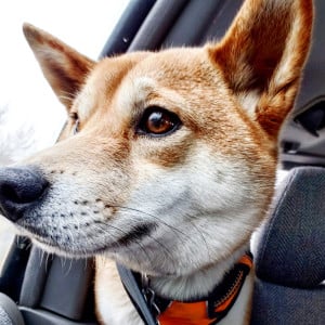 Profile photo for Tofu Baguette