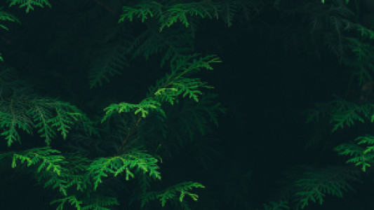 Profile photo for Patrick Rosenbaum