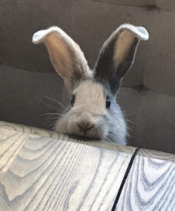 Profile photo for khadija shabbir