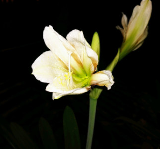 Profile photo for Grace damari