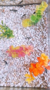 Profile photo for Manisha Karedla