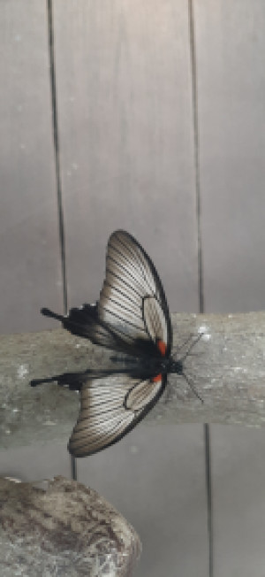 Profile photo for Ashritha Chetty