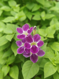 Profile photo for Dhanya mk