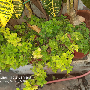 Profile photo for Tejaswi .k