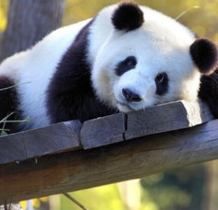 Profile photo for Rose Hunt