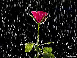 Profile photo for Vidhya V