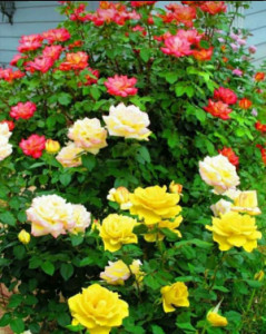 Profile photo for John Rajani Kumari