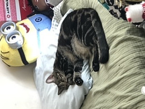 Profile photo for Kareem Tillman