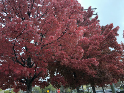 Profile photo for Poojitha Smiley