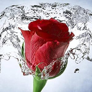 Profile photo for VANAJA K