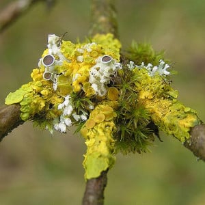 Profile photo for Fazeela Rehman