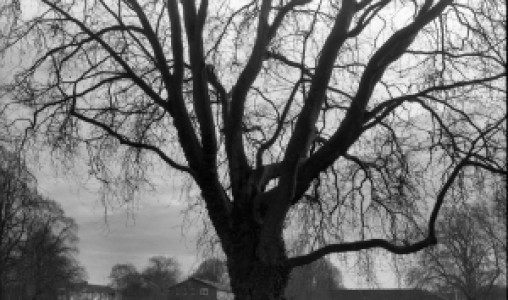 Profile photo for Robert Lindsay-Bull