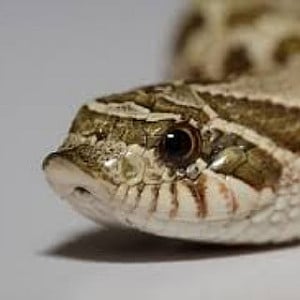 Profile photo for daisha mitchell