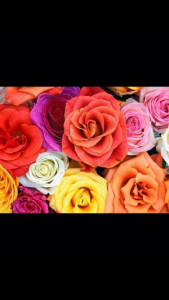 Profile photo for Nadjat Zemri