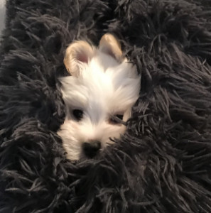 Profile photo for corban F