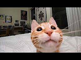 Profile photo for Goji Dana