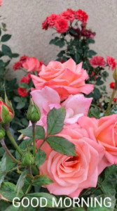 Profile photo for Swathi e