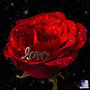 Profile photo for Shaji AK