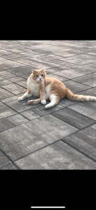 Profile photo for Ludwig Schnitzelmacher