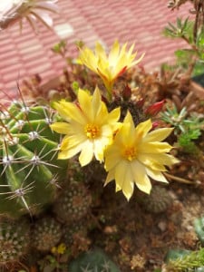 Profile photo for Tamanna Sharma