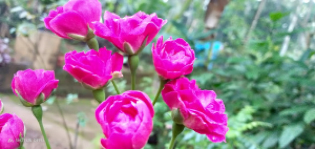 Profile photo for SINDHU K