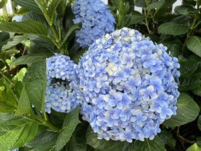 Profile photo for Phan Giang