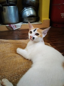 Profile photo for Deena Dileep