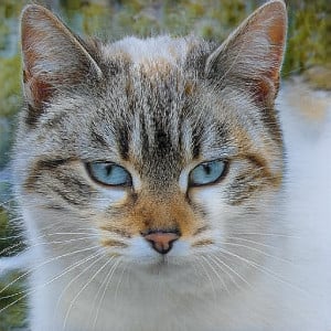 Profile photo for Rafaela Tokai