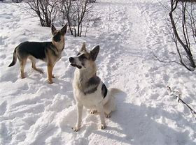 Profile photo for Rida Rana