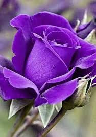 Profile photo for ijaz ahmad