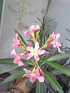 Profile photo for Haddiqa Ismail