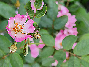 Profile photo for JIMA M J