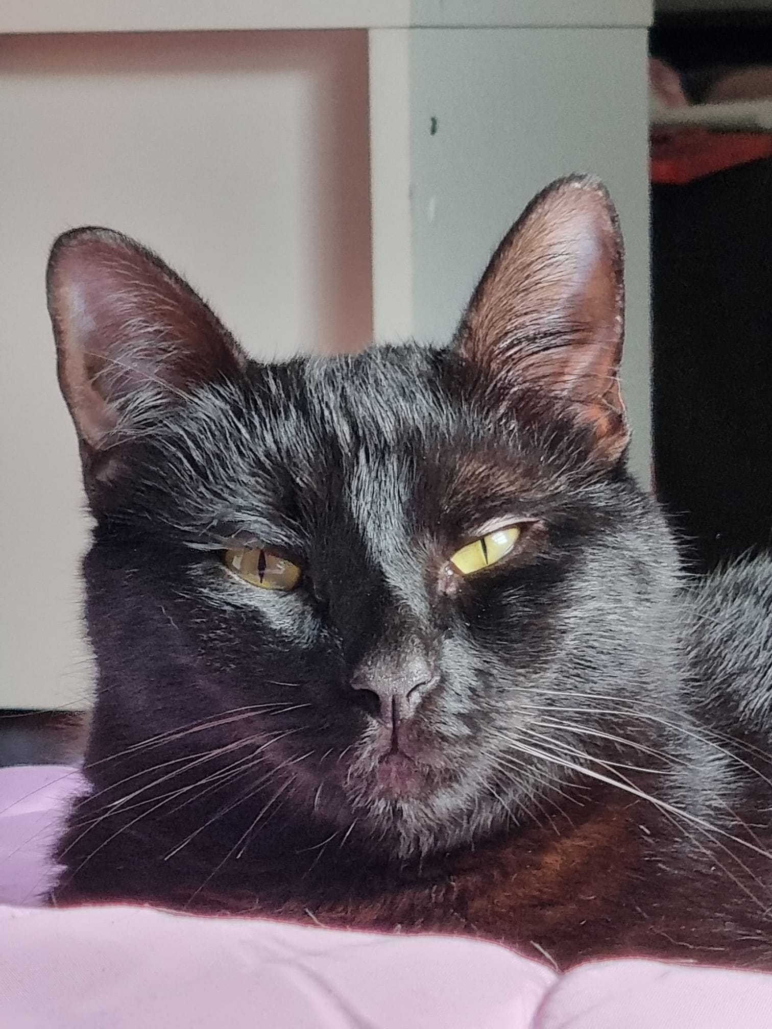 Profile photo for Gaston Orfila