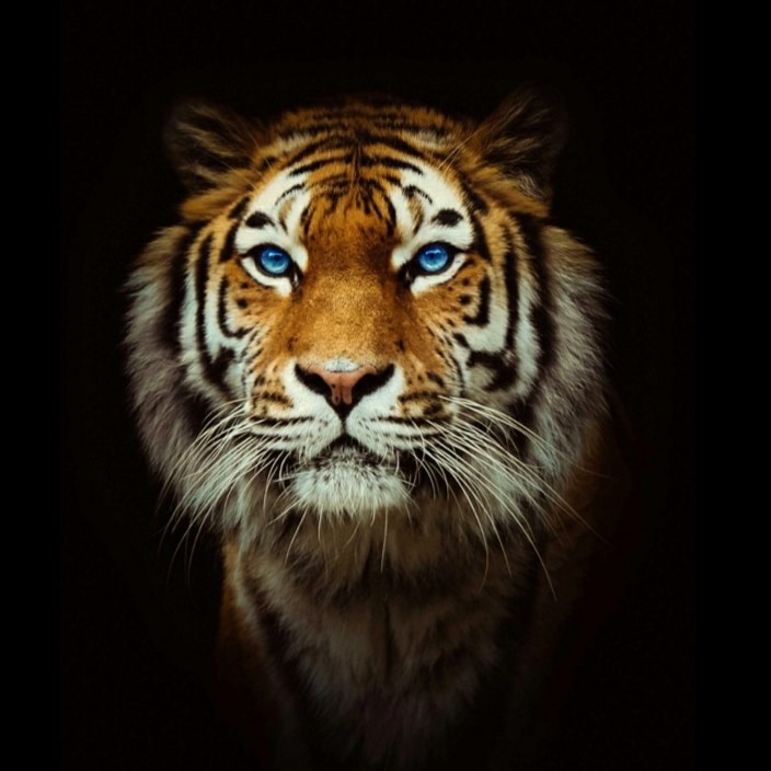 Profile photo for Rohit Jangra