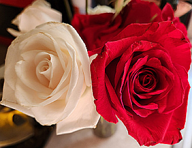 Profile photo for Ashley Violet