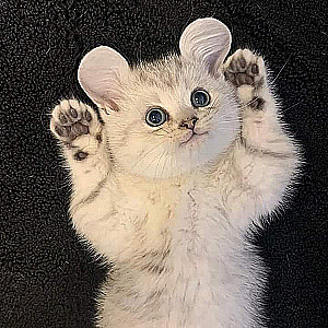 Profile photo for Irfan Akhtar