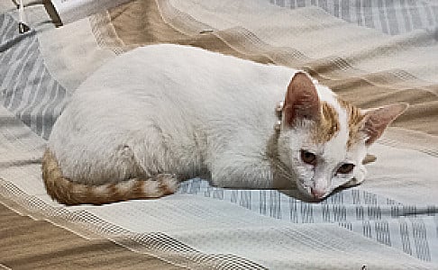 Profile photo for Raine Acosta