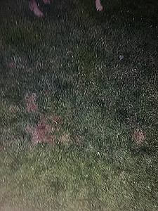 Profile photo for Liam Schweitzer