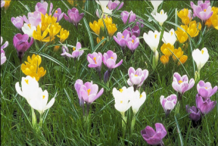 Profile photo for dinesh kumar