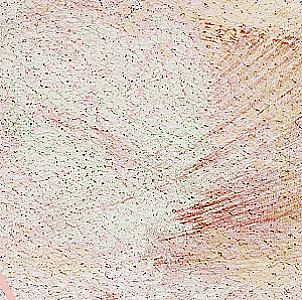 Profile photo for Jalila Talemsi