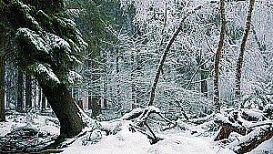 Profile photo for Daniel Alexander Jr