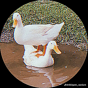 Profile photo for Peeps NA