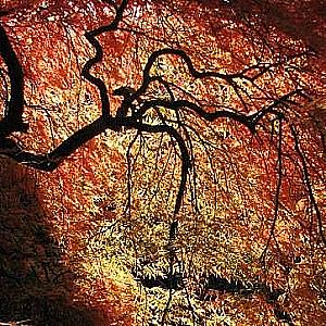 Profile photo for Ithica Tell