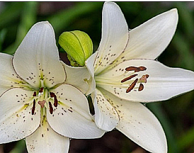 Profile photo for Susa Law