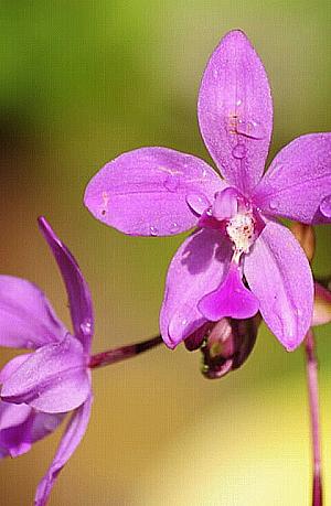 Profile photo for Jiphy Thomas